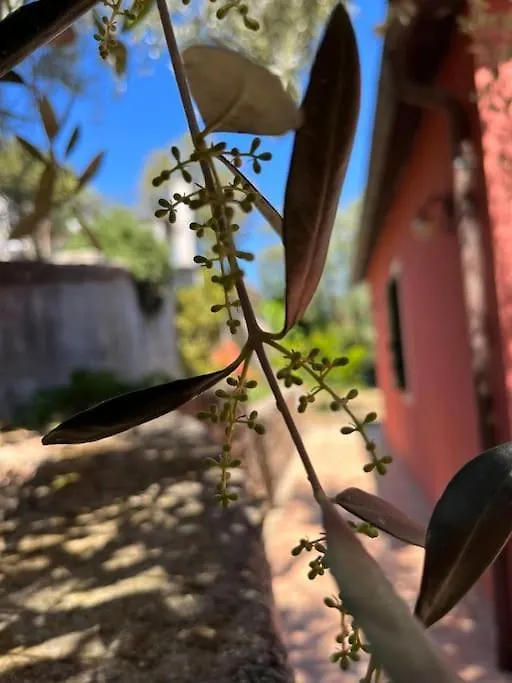 L'Orto Di Silvia Apartment Imperia